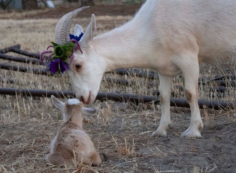 goat with flower crown with baby