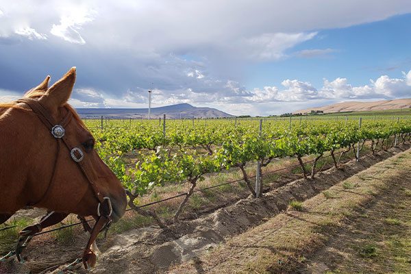 horse in vineyard